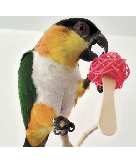 Parrot-Supplies Popsicle Sticks Parrot Foot Toys Pack of 6