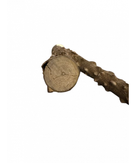 Parrot-Supplies Forked Pepper Wood Natural Parrot Perch